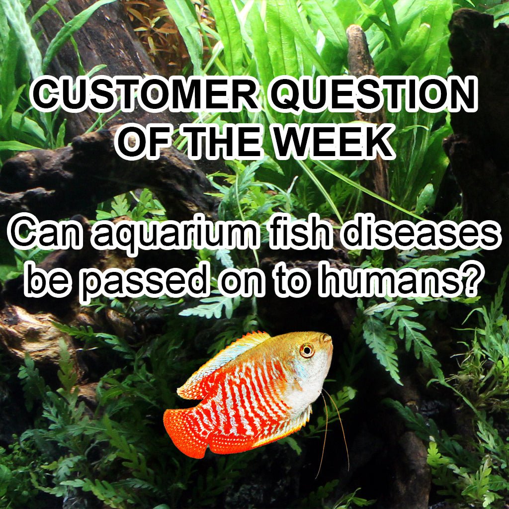 Can aquarium fish diseases be passed on to humans? Castle Dawn Aquatics