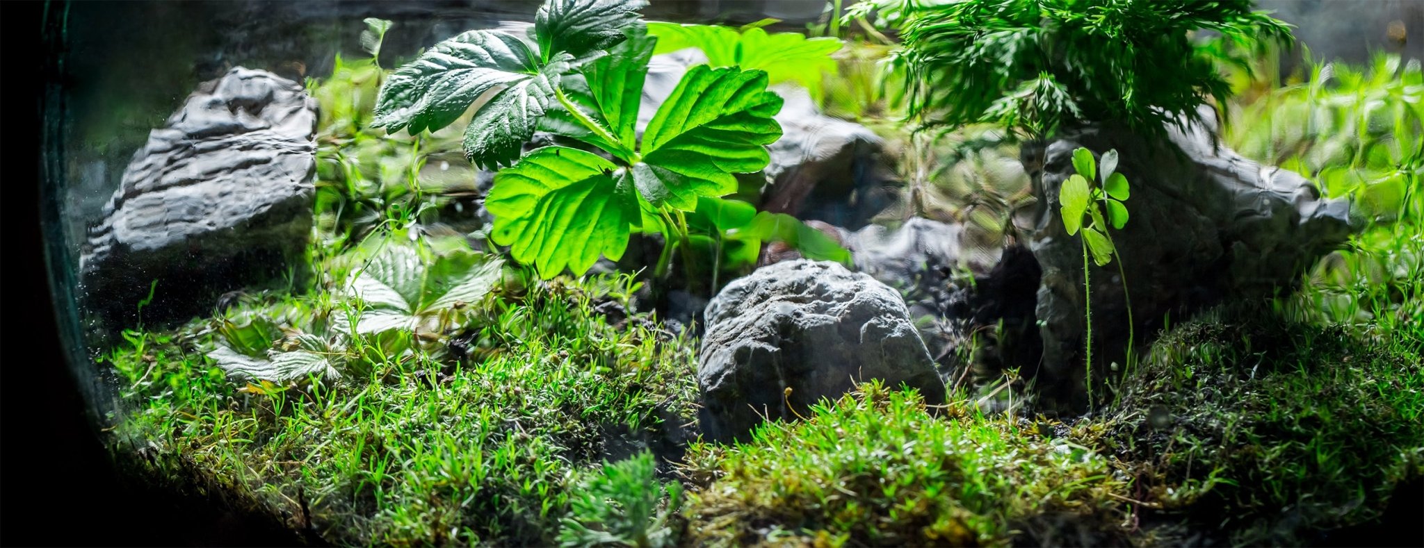 Vivarium Paludarium & Terrarium LED Lighting Castle Dawn Aquatics