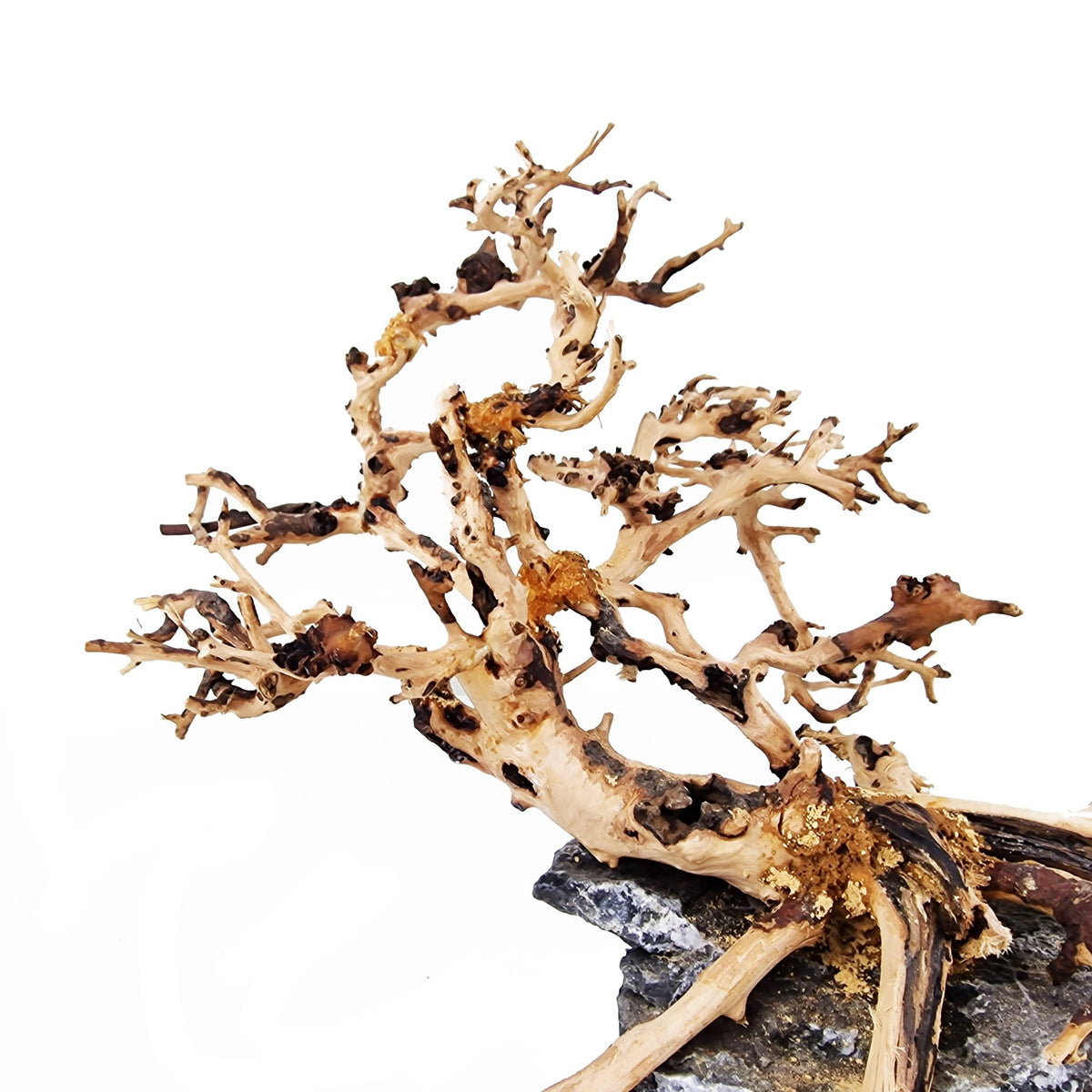 WYSIWYG Hardscape Aquarium Fish Tank Driftwood Bonsai Tree Small