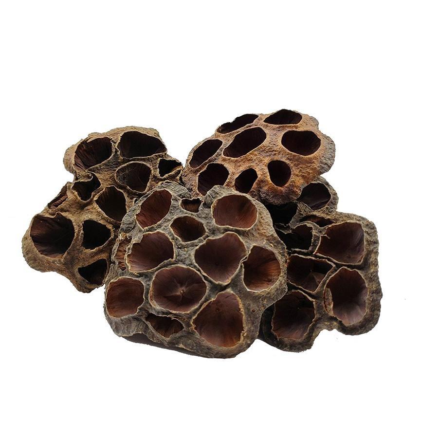 lotus flower seed pod Aquatic Botanicals: Lotus Flower Seed Pods Blackwater Biotope Aquarium Pack of 6 Small