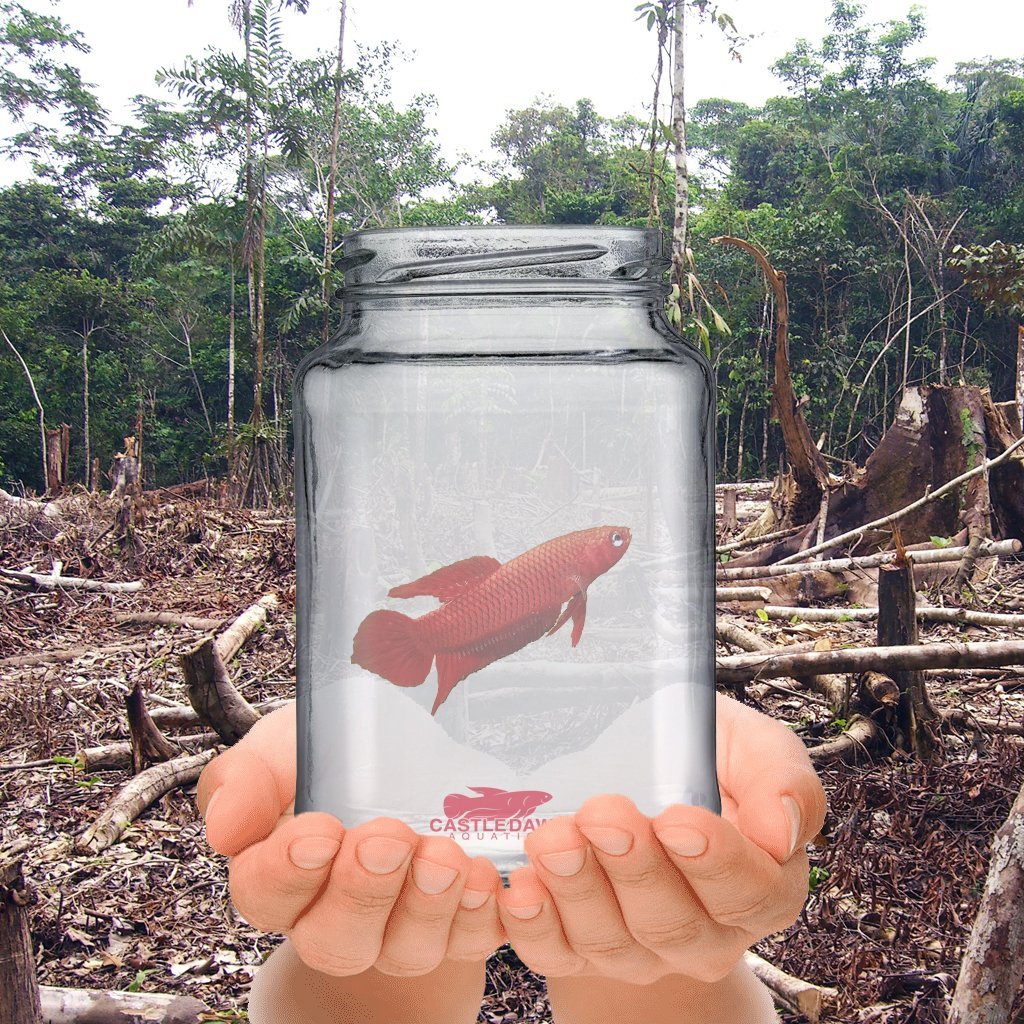 Castle Dawn Aquatics Wild Betta Conservation Project