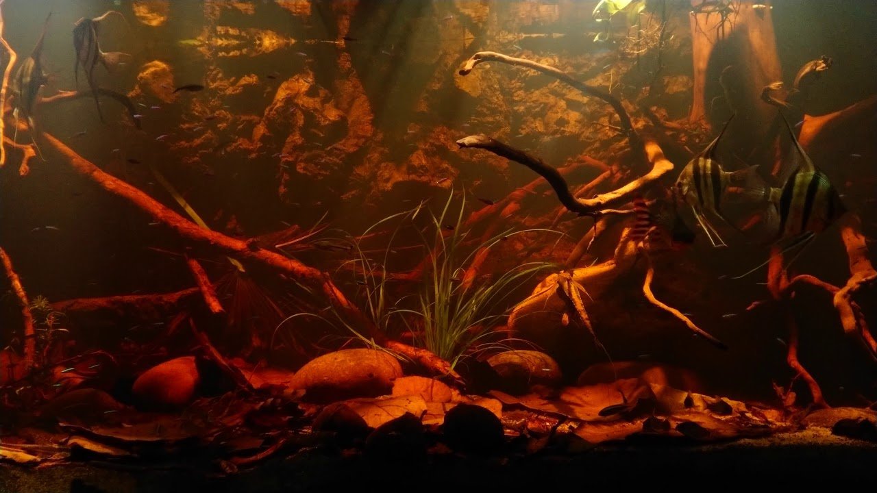 Blackwater shop fish tank