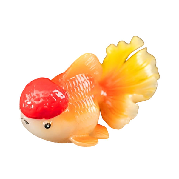 Colour Changing Red Cap Oranda Goldfish Tea Pet