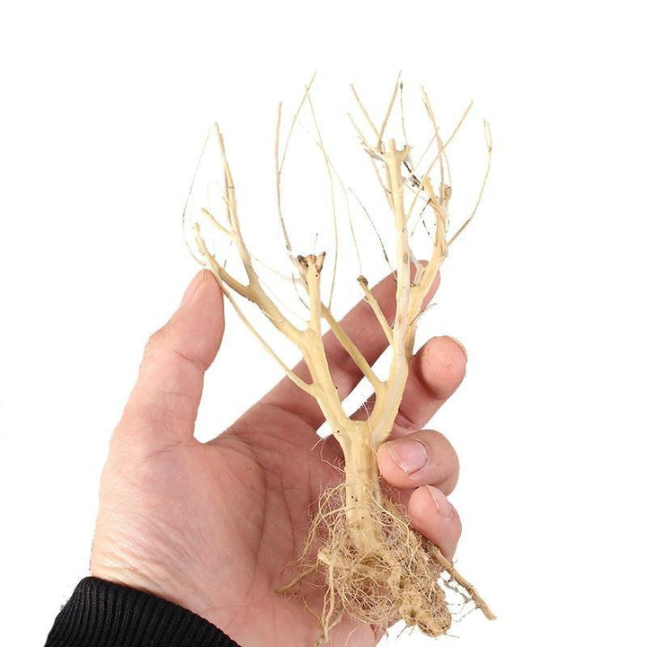 Bioactive Natural driftwood Tree Set (4 Trees) - Castle Dawn Aquatics