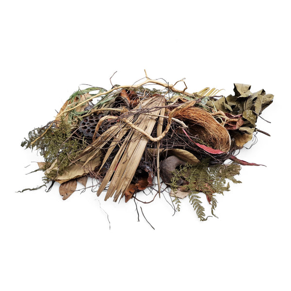 Wild Betta botanical pack for Malaysian blackwater aquariums – natural botanicals for Betta coccina complex