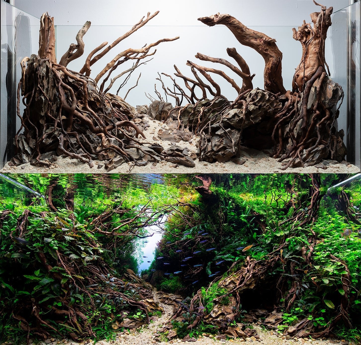 Driftwood Aquascaping Accent Roots - Castle Dawn Aquatics