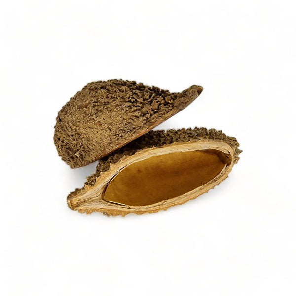 Urchin Pods for blackwater aquariums – natural hiding caves and terrarium decor