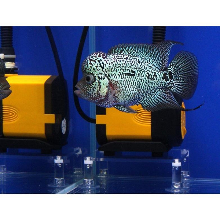 aquarium fish tank filter accessories Aquarium Filter Accessories: Acrylic Submersible Filter Pump Stand 16 x 12 x 3.5 cm (L*W*H) Large Acrylic Stand