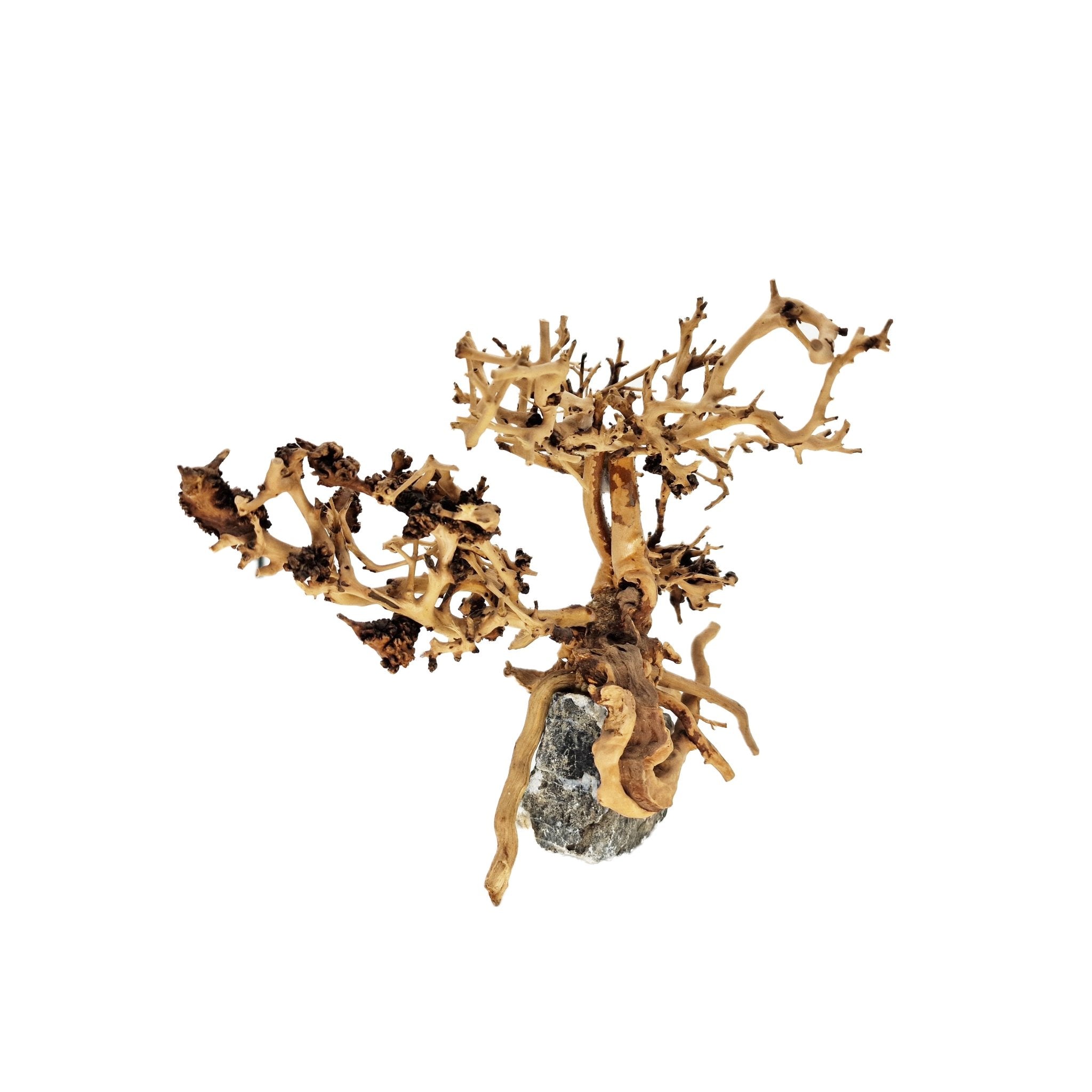 Aquarium Bonsai Tree ''Juniper'' Driftwood - Small - Castle Dawn Aquatics