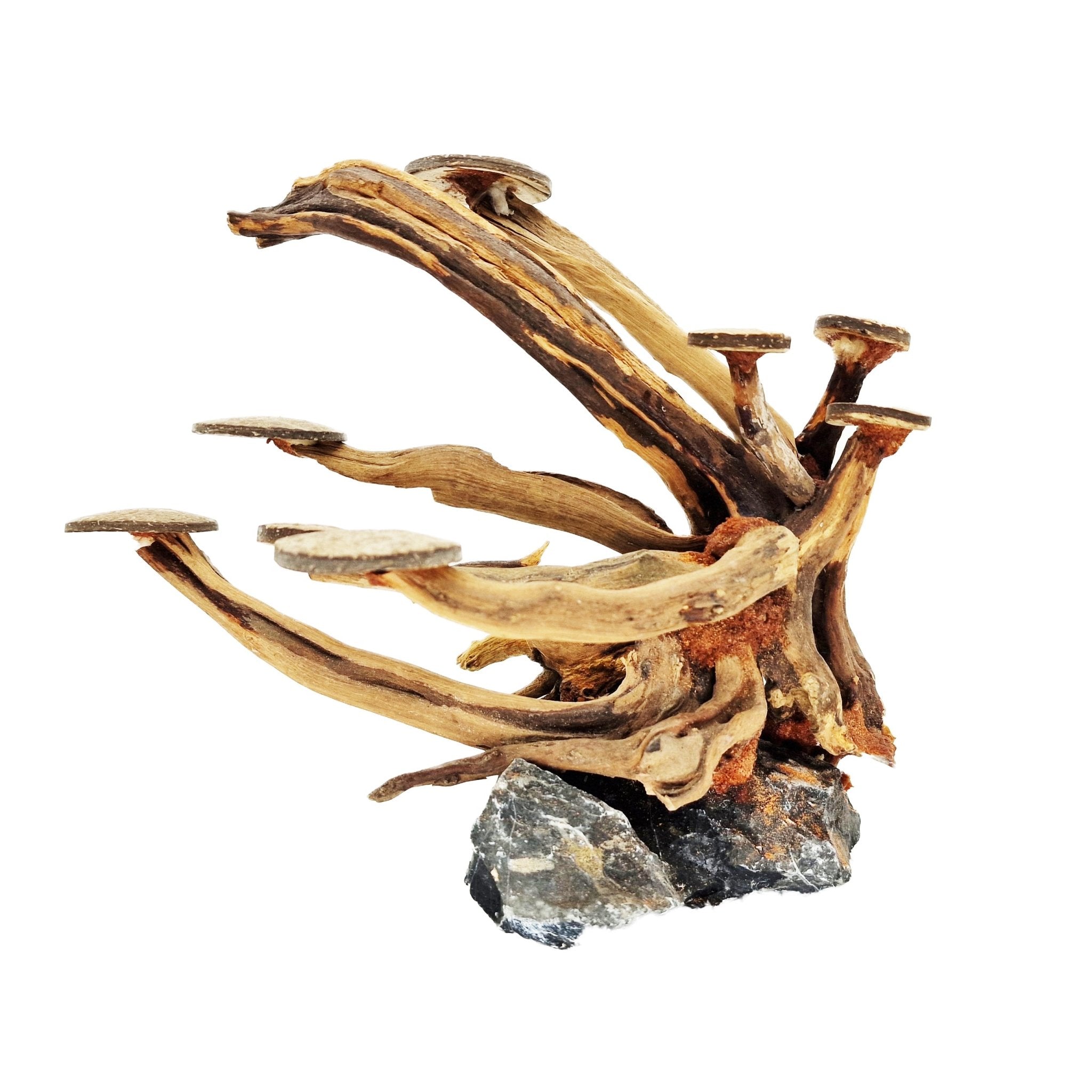 Aquarium Bonsai Tree ''Staghorn'' Driftwood - Medium - Castle Dawn Aquatics