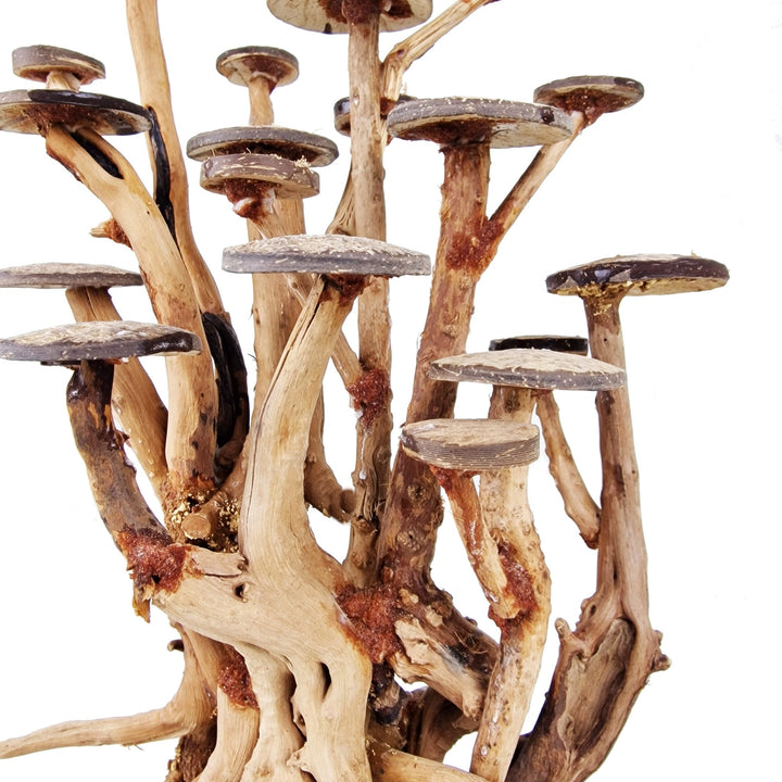 Aquarium Driftwood ''Acacia Moss Queen' Bonsai Tree - Medium - Castle Dawn Aquatics