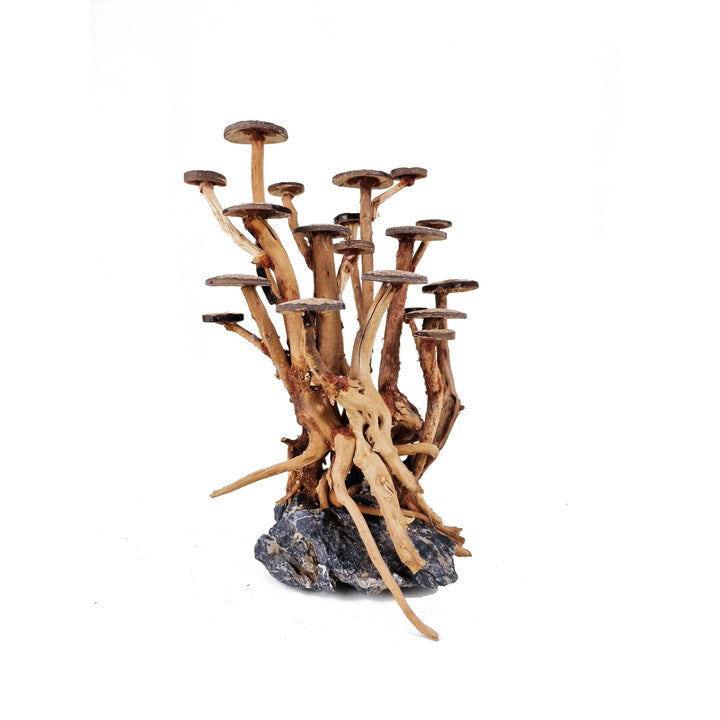Aquarium Driftwood ''Acacia Moss Queen' Bonsai Tree - Medium - Castle Dawn Aquatics