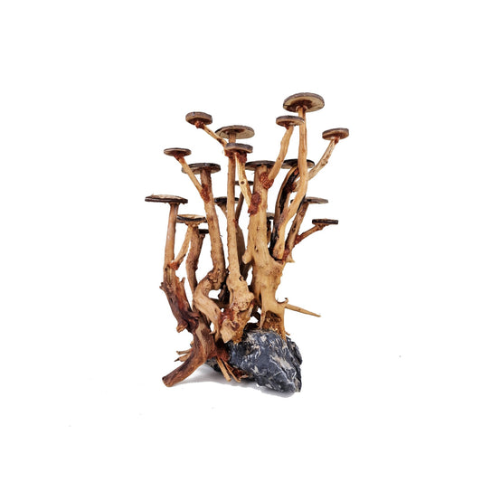 Aquarium Driftwood ''Acacia Moss Queen' Bonsai Tree - Medium - Castle Dawn Aquatics