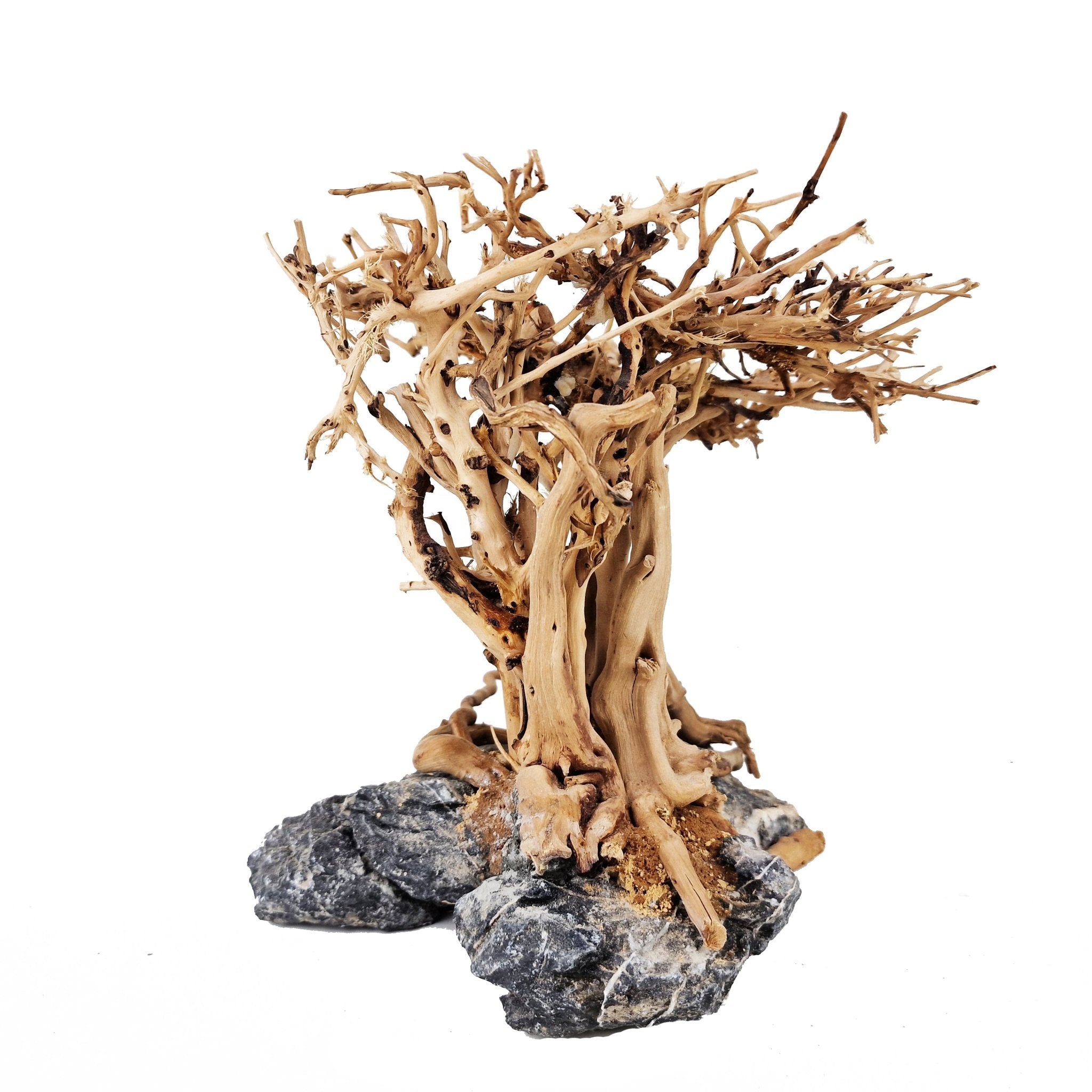 Aquarium Driftwood ''Tree of Life'' Bonsai Tree - Medium - Castle Dawn Aquatics