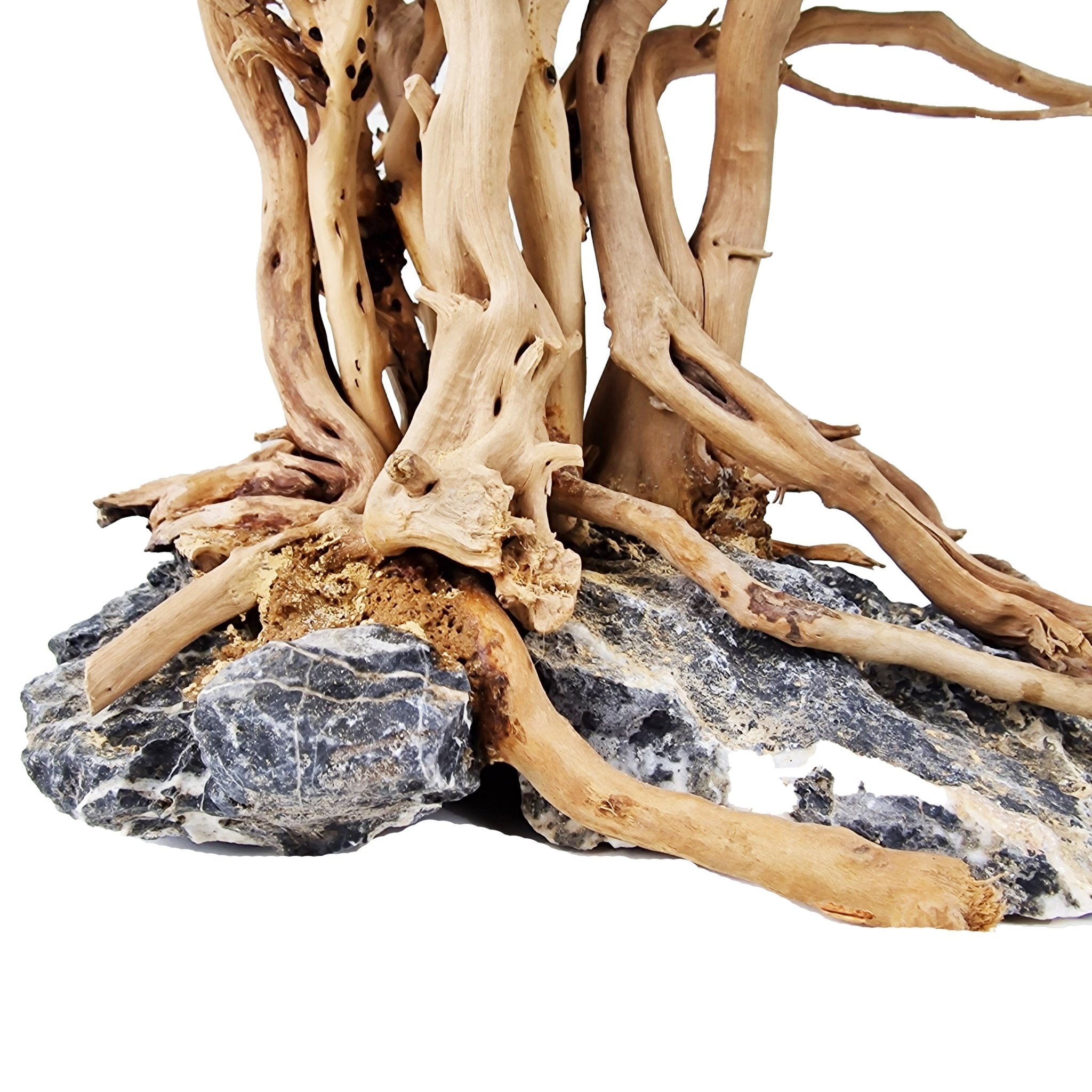 Aquarium Driftwood ''Tree of Life'' Bonsai Tree - Medium - Castle Dawn Aquatics