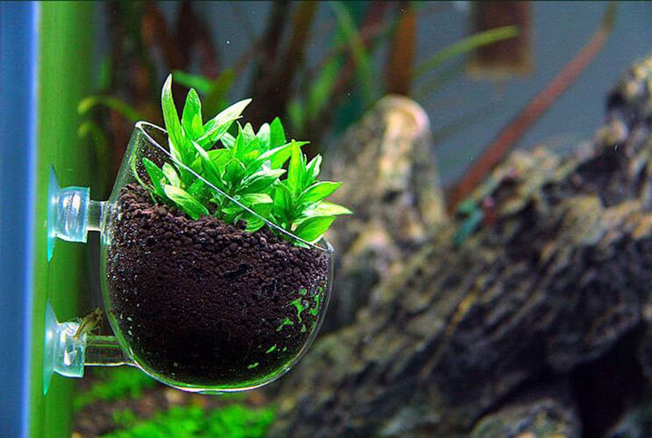aquarium glass plant pot 2 Pack Glass Aquatic Plant Cup Pot Holder, Aquarium Tank Live Plant Glass Pot Red Shrimp Holder with 2 Suckers,Fish Tank Aquascape Decor,2-Pack