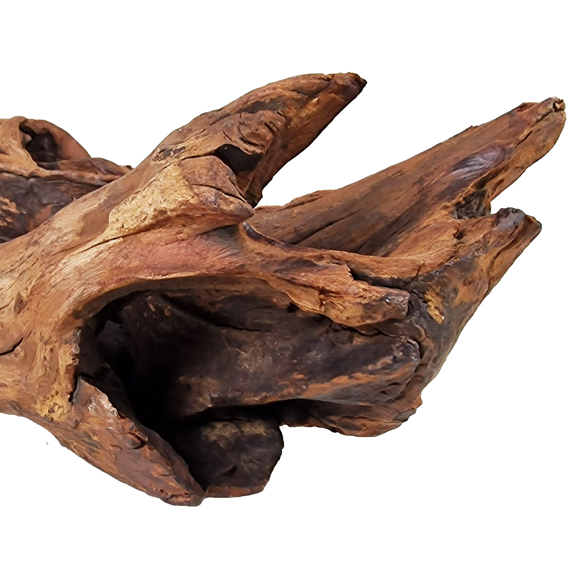 Aquarium Hand selected Driftwood ''Triceratops Cave' - Large - Castle Dawn Aquatics