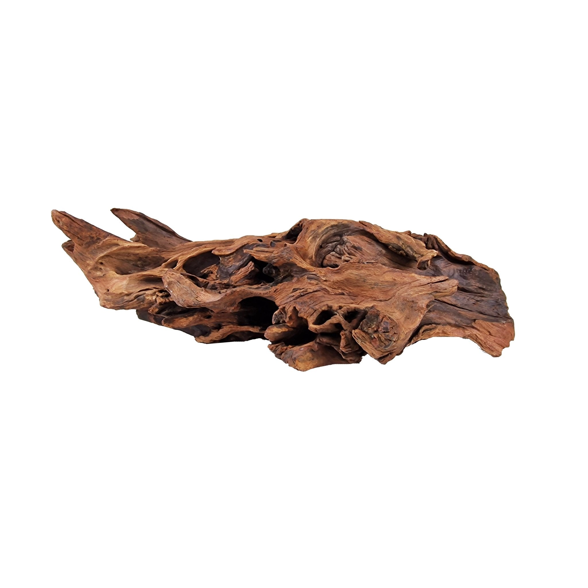 Aquarium Hand selected Driftwood ''Triceratops Cave' - Large - Castle Dawn Aquatics