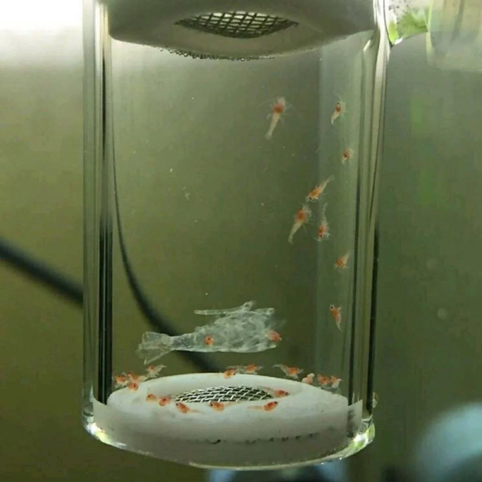 Aquarium Ornamental Shrimp Egg Incubator - Castle Dawn Aquatics