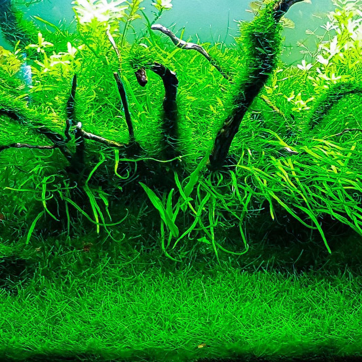 Aquascaping Moss and Aquatic Plant Invisible Wire String - Castle Dawn AquaticsAquarium Aquascaping Materials