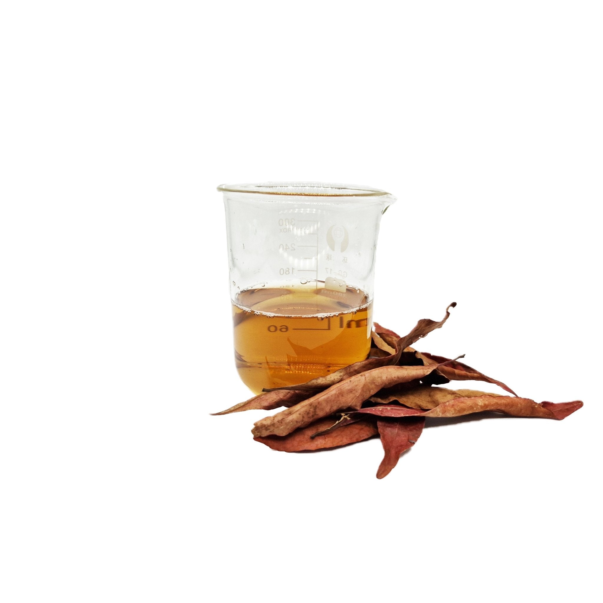 Asian Cedar Leaves (50 Pack) - Castle Dawn Aquatics