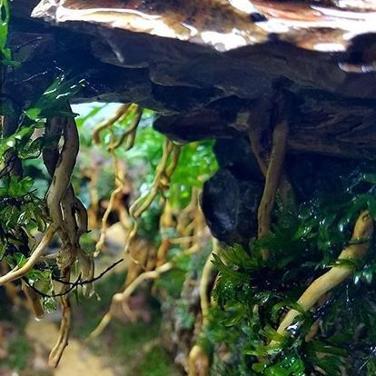 Bonsai Tree Accent Aquascaping Vine Roots - Castle Dawn AquaticsHardscape Materials
