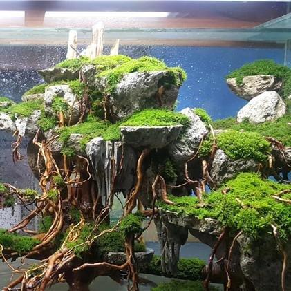 bonsai tree aquascape Aquarium Hardscape: Mixed Premium Driftwood Aquascaping Accent Roots 250 Grams