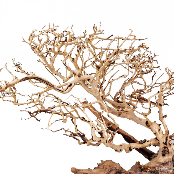 aquarium bonsai tree for sale Bonsai Tree ''Wind Swept'' Aquarium Driftwood - Extra Large