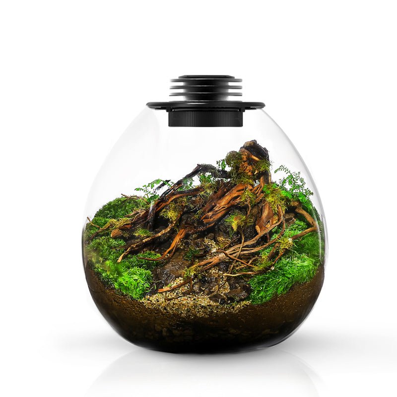 Bubble Terrarium (PD-170 / PD-210) With LED - Castle Dawn Aquatics