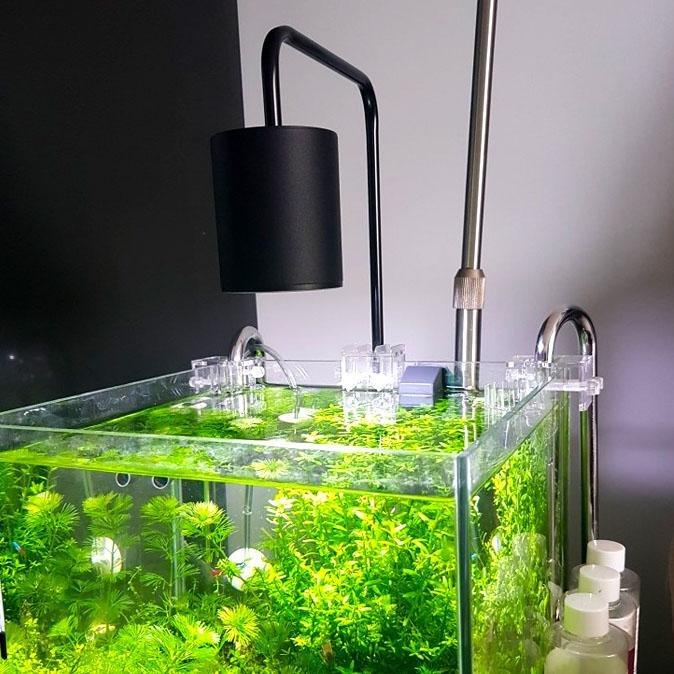 bred overflade Næste Aquarium Lighting: COB LED 6500K Nano Aquarium Fish Tank Light – Castle  Dawn Aquatics