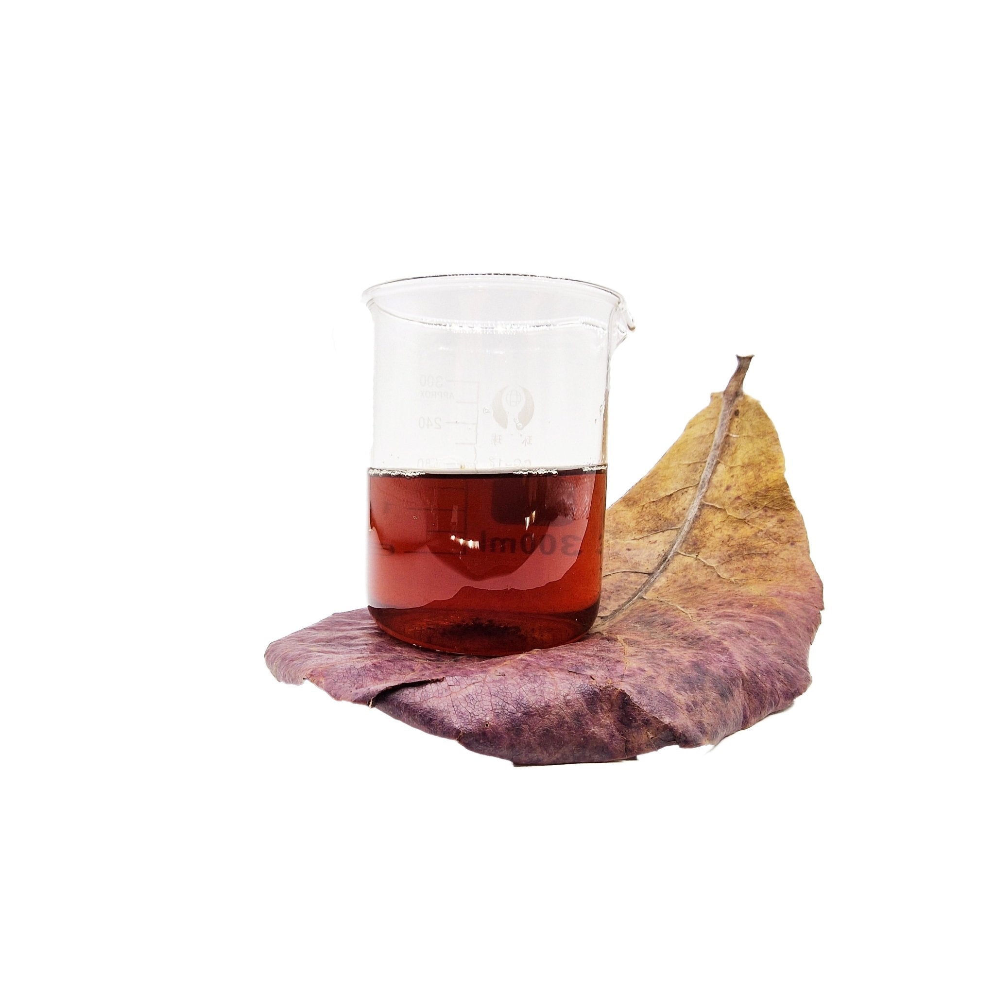 Catappa IAL Indian Almond Leaf Litter (50 Pack) - Castle Dawn Aquatics