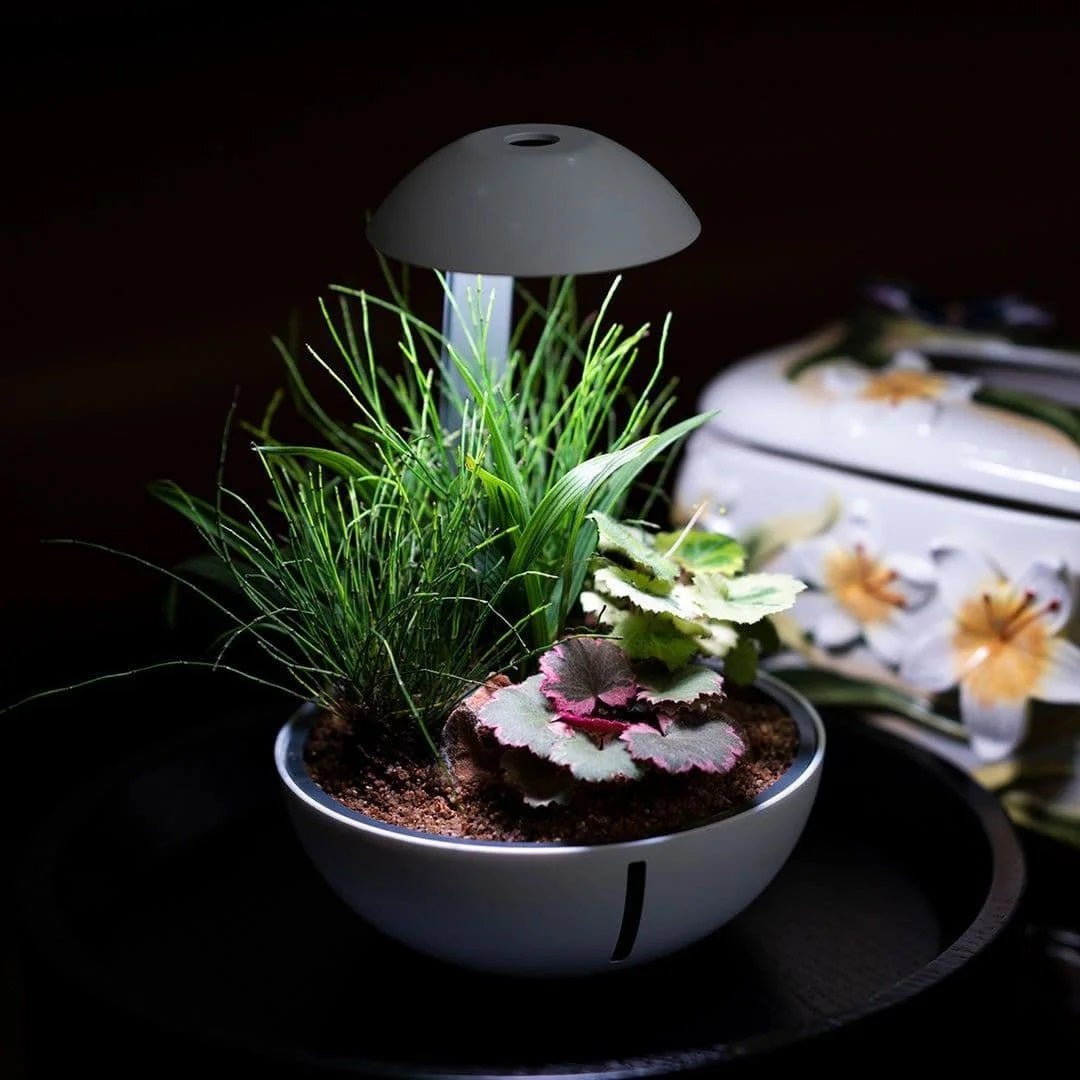Chihiros Tiny Terrarium Egg - Castle Dawn Aquatics