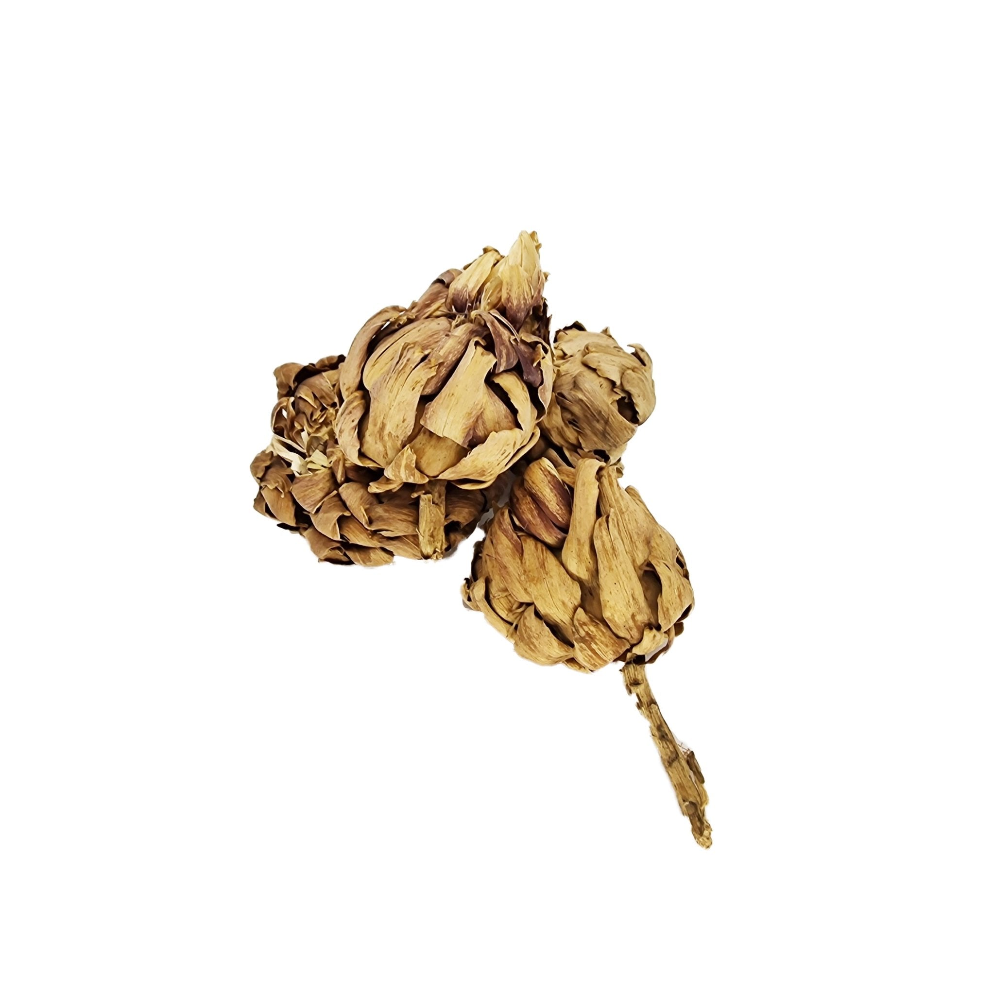 Chrysanthemum Dried Flower (6 Pack) - Castle Dawn Aquatics