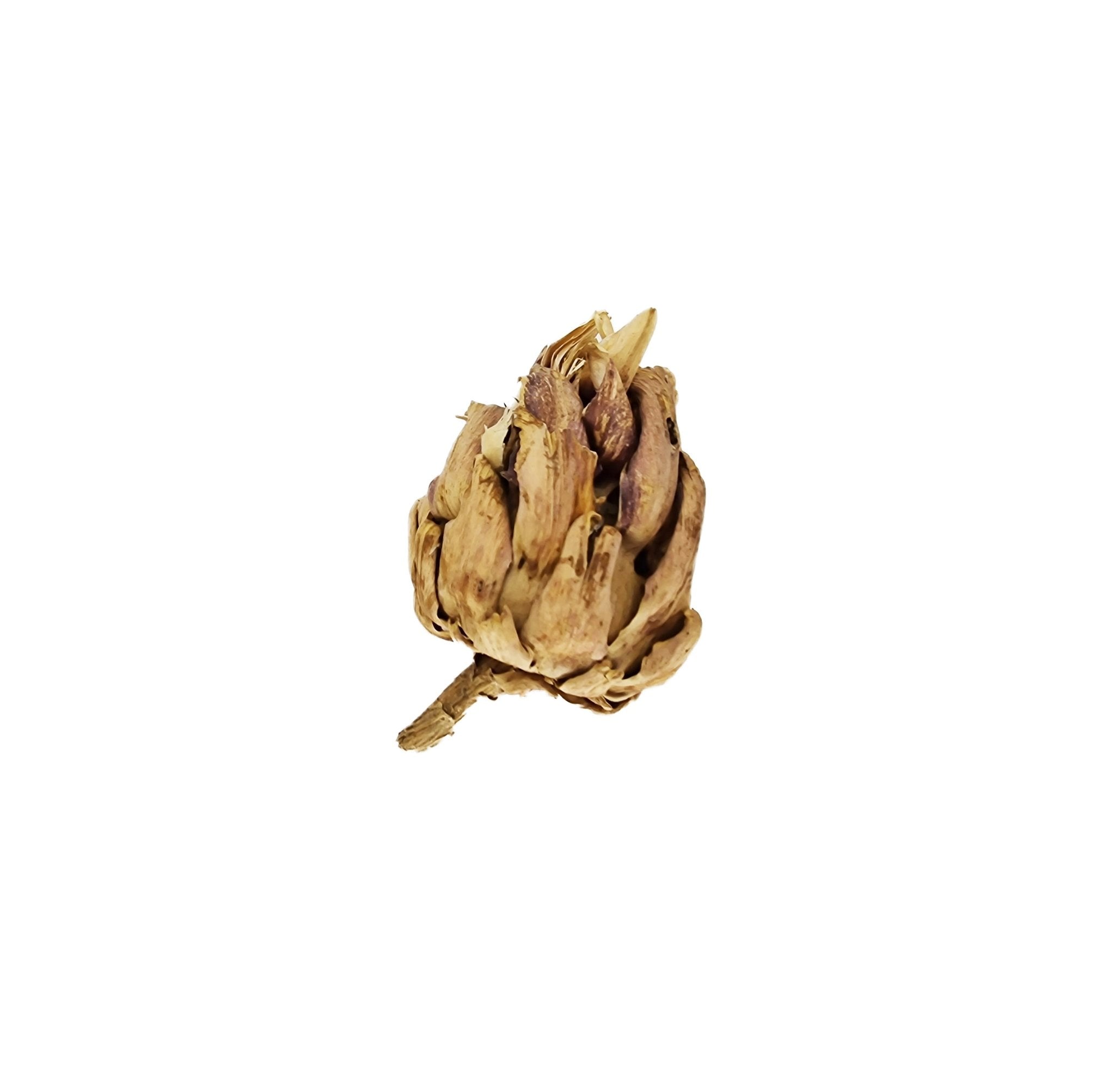 Chrysanthemum Dried Flower (6 Pack) - Castle Dawn Aquatics