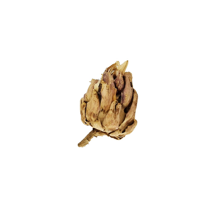 Chrysanthemum Dried Flower (6 Pack) - Castle Dawn Aquatics
