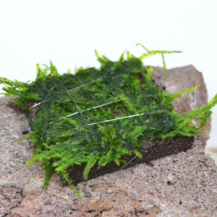 DIY Aquatic Plant Moss Volcanic Rock Planter Tiles (10 Pack) - Castle Dawn AquaticsAquarium Aquascaping Materials