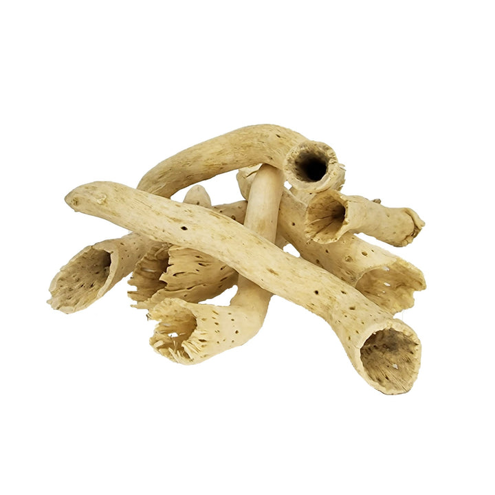 Dried Cactus Pepe Cone Stems (10 Pack) - Castle Dawn Aquatics