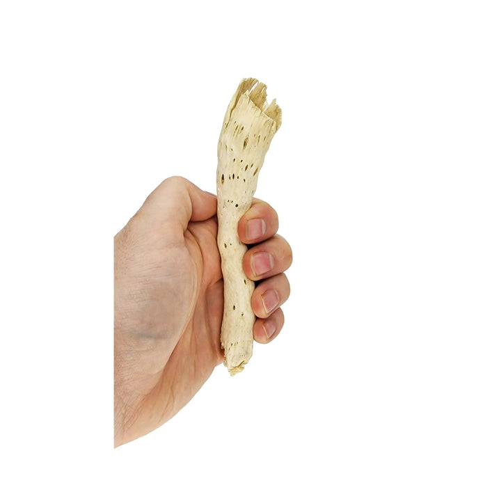 Dried Cactus Pepe Cone Stems (10 Pack) - Castle Dawn Aquatics
