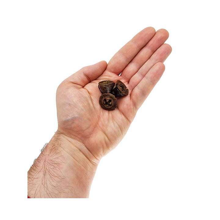 Eucalyptus Seed Pods (70 Pack) - Castle Dawn Aquatics