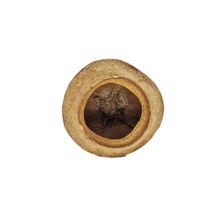 Extra Large Monkey Pot (Sapucainha pod) - Castle Dawn Aquatics