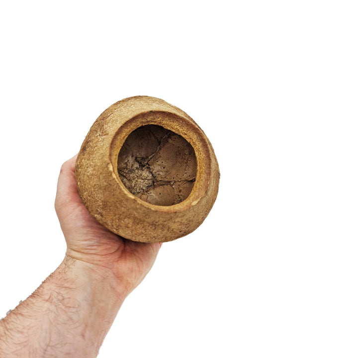 Extra Large Monkey Pot (Sapucainha pod) - Castle Dawn Aquatics