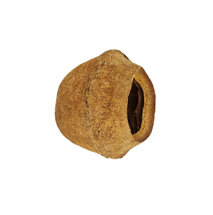 Extra Large Monkey Pot (Sapucainha pod) - Castle Dawn Aquatics
