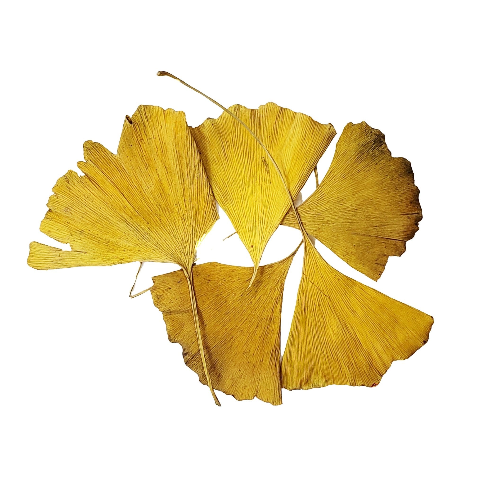 Gingko Leaves - Castle Dawn Aquatics