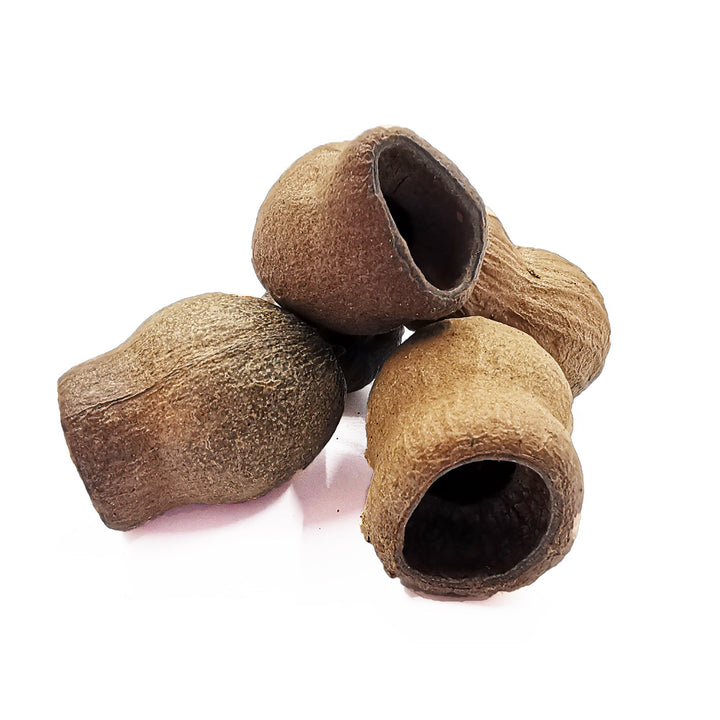 Guadou Pods - Castle Dawn Aquatics