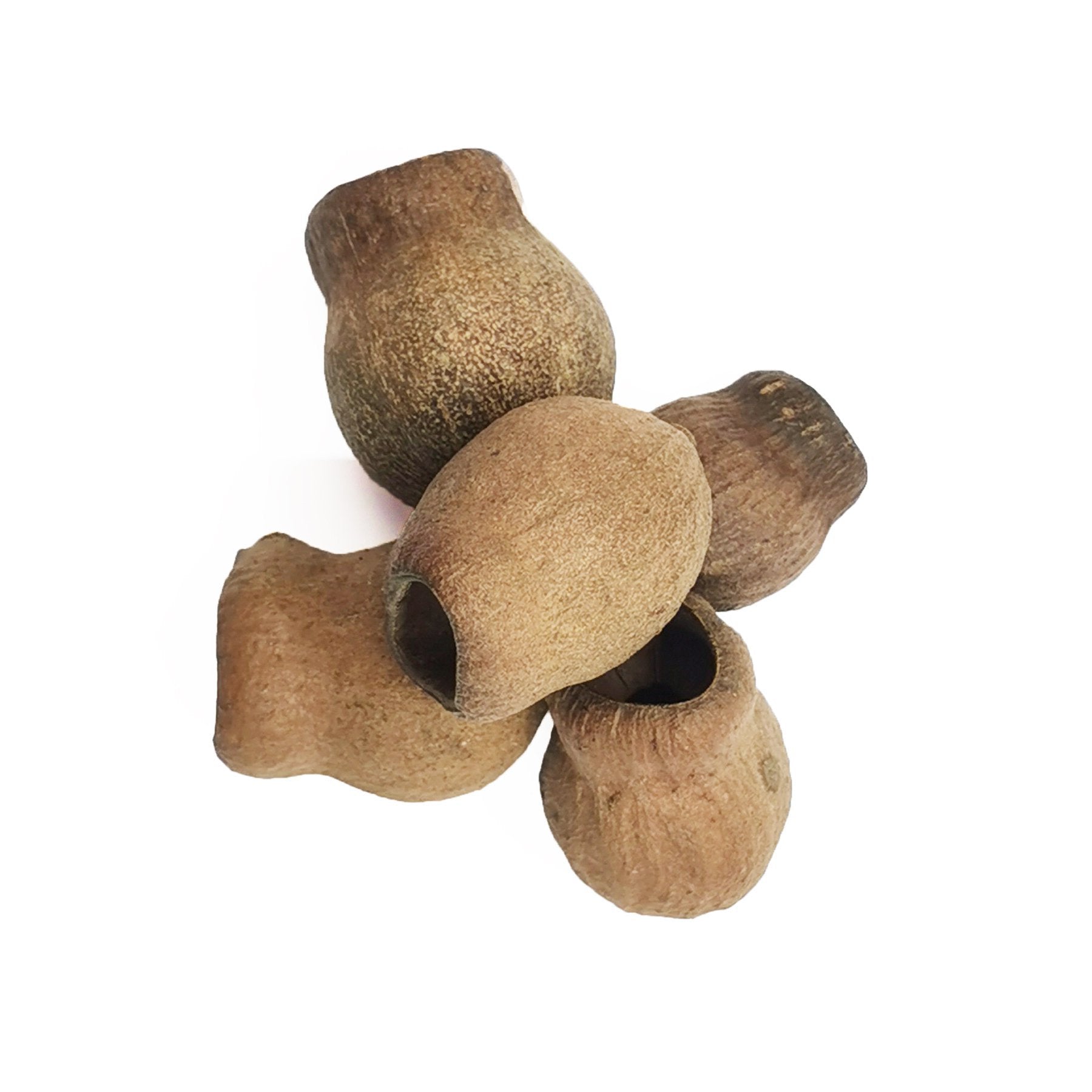 Guadou Pods - Castle Dawn Aquatics
