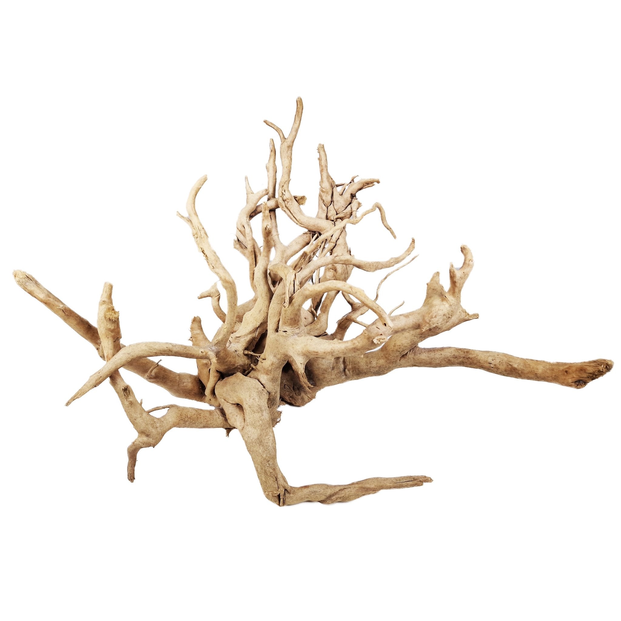 Hand Selected Spider Wood Azalea Root - Extra Large - Castle Dawn Aquatics