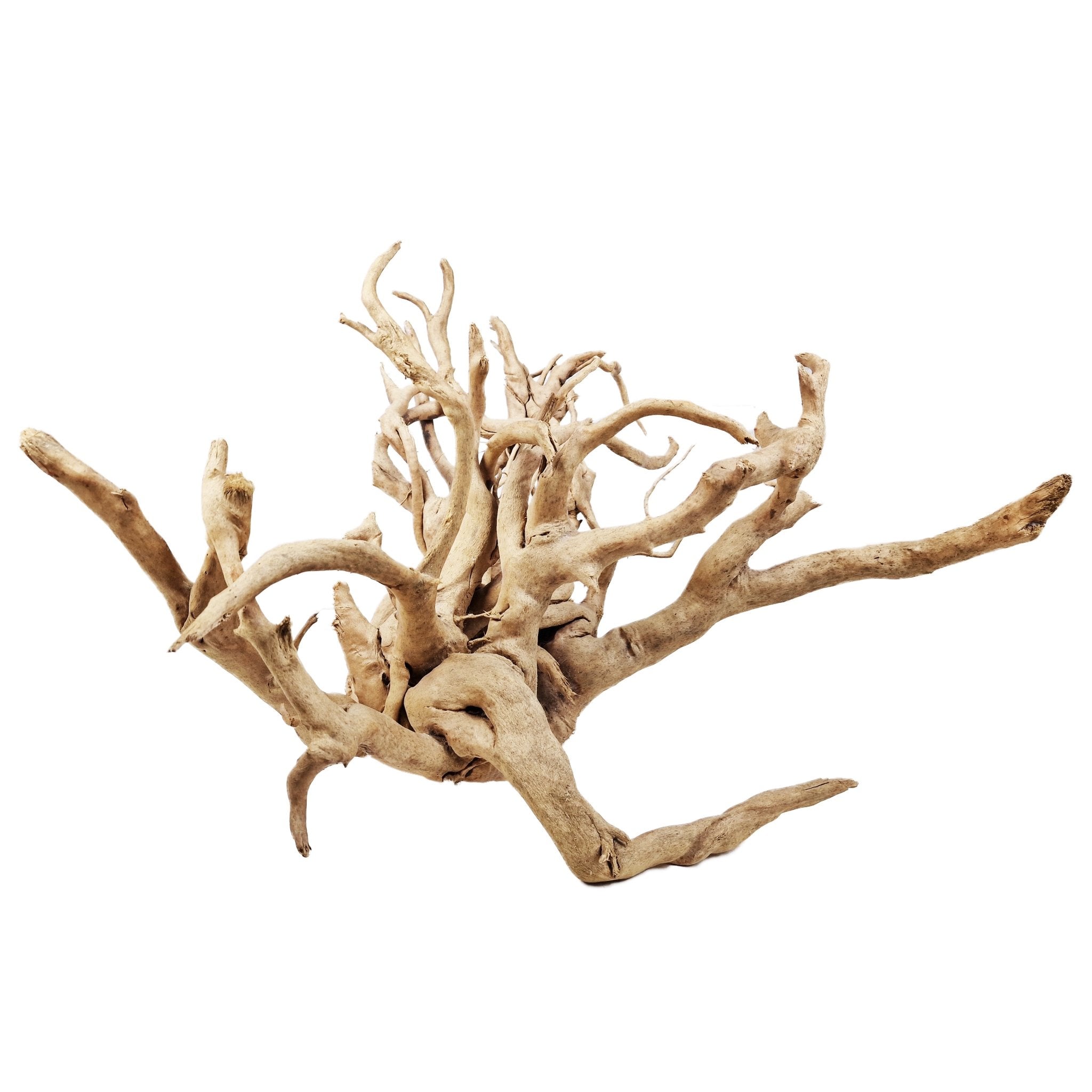 Hand Selected Spider Wood Azalea Root - Extra Large - Castle Dawn Aquatics