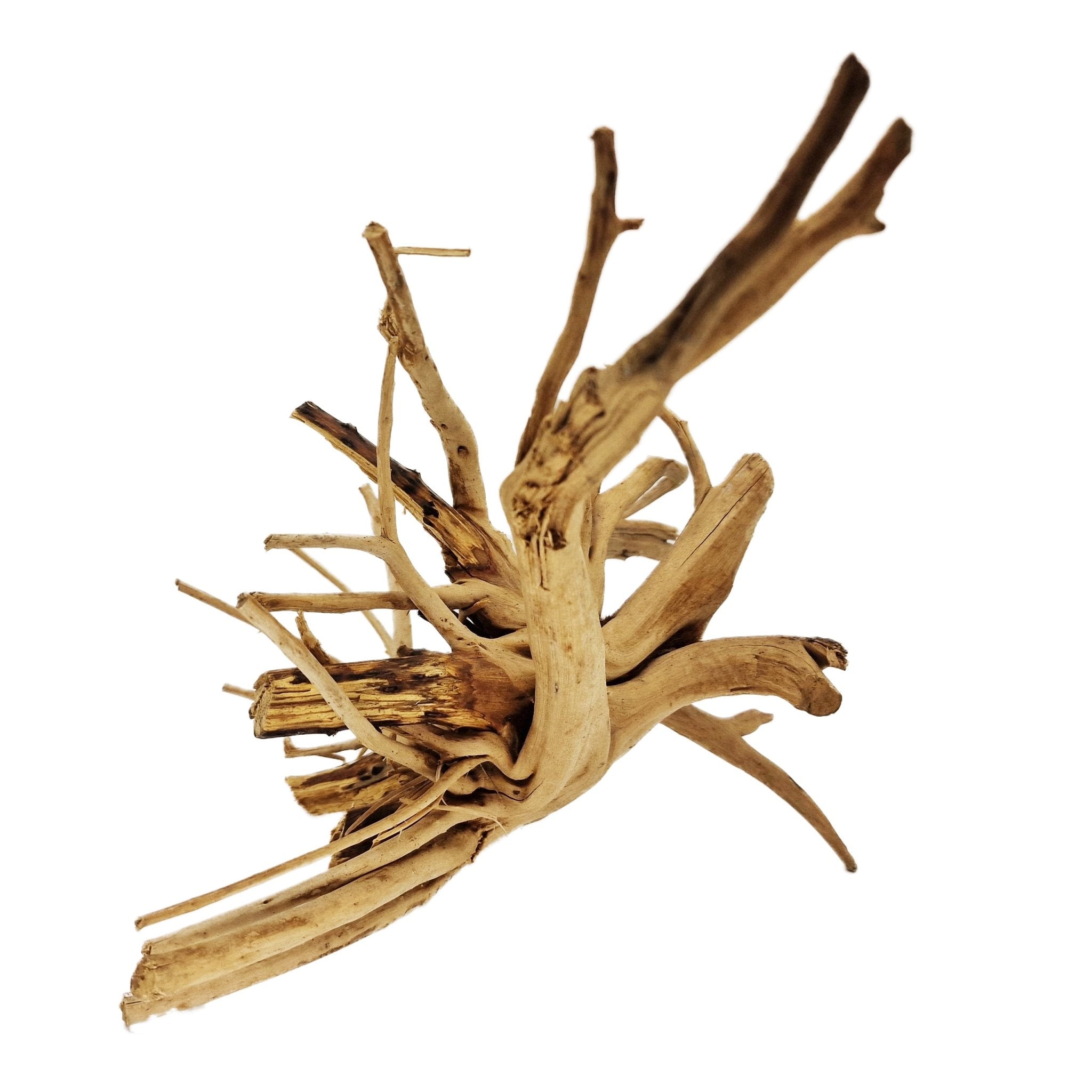 Hand Selected Spider Wood Azalea Root - Large - Castle Dawn Aquatics