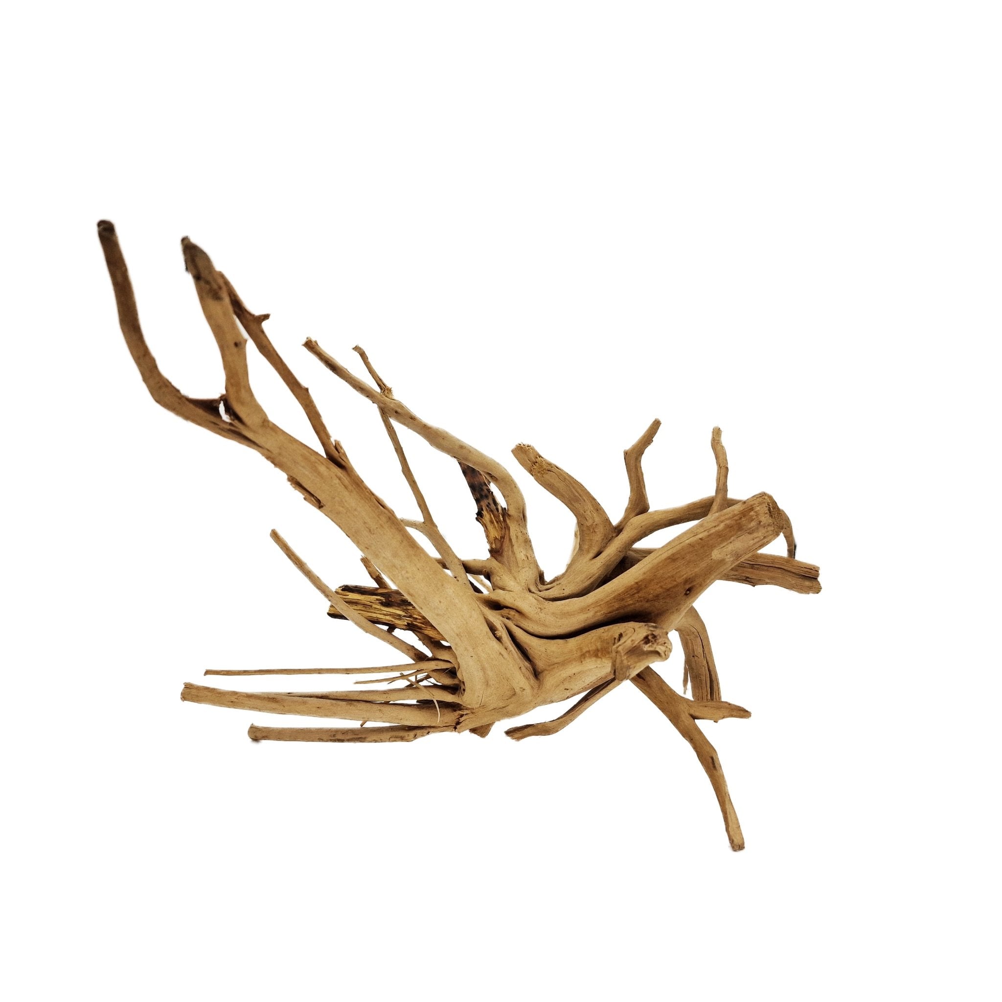 Hand Selected Spider Wood Azalea Root - Large - Castle Dawn Aquatics