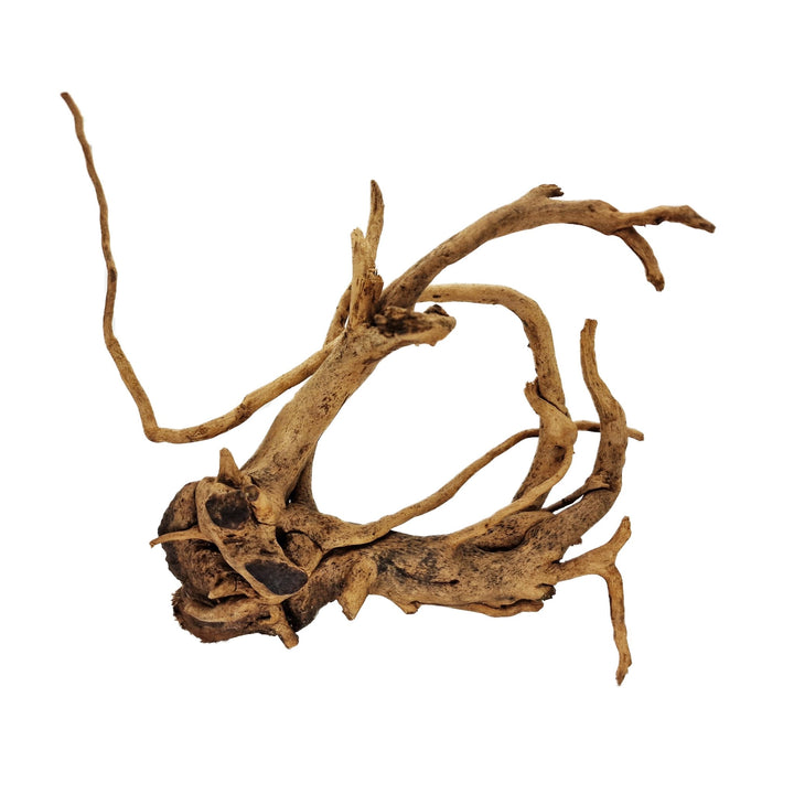 Hand Selected Spider Wood Azalea Root - Large - Castle Dawn Aquatics